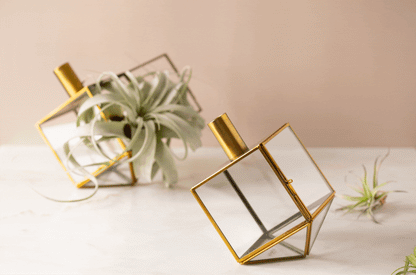 Mini Dreidel Terrariums Set of 2